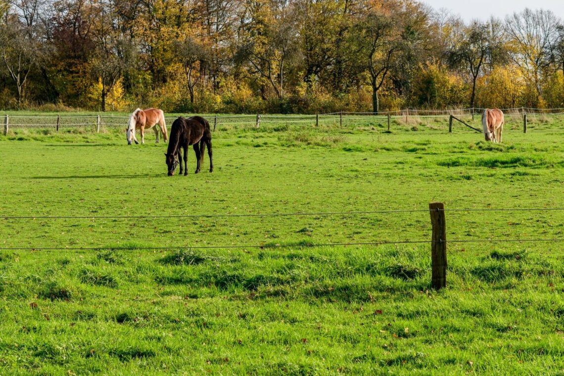 Trois chevaux broutent dans une pâture clôturée bordée d’arbres