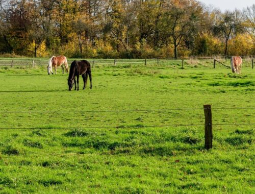 Trois chevaux broutent dans une pâture clôturée bordée d’arbres
