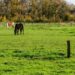 Trois chevaux broutent dans une pâture clôturée bordée d’arbres