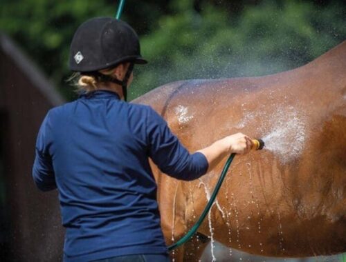 Cavalier rafraîchissant un cheval de sport au jet d’eau