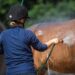 Cavalier rafraîchissant un cheval de sport au jet d’eau