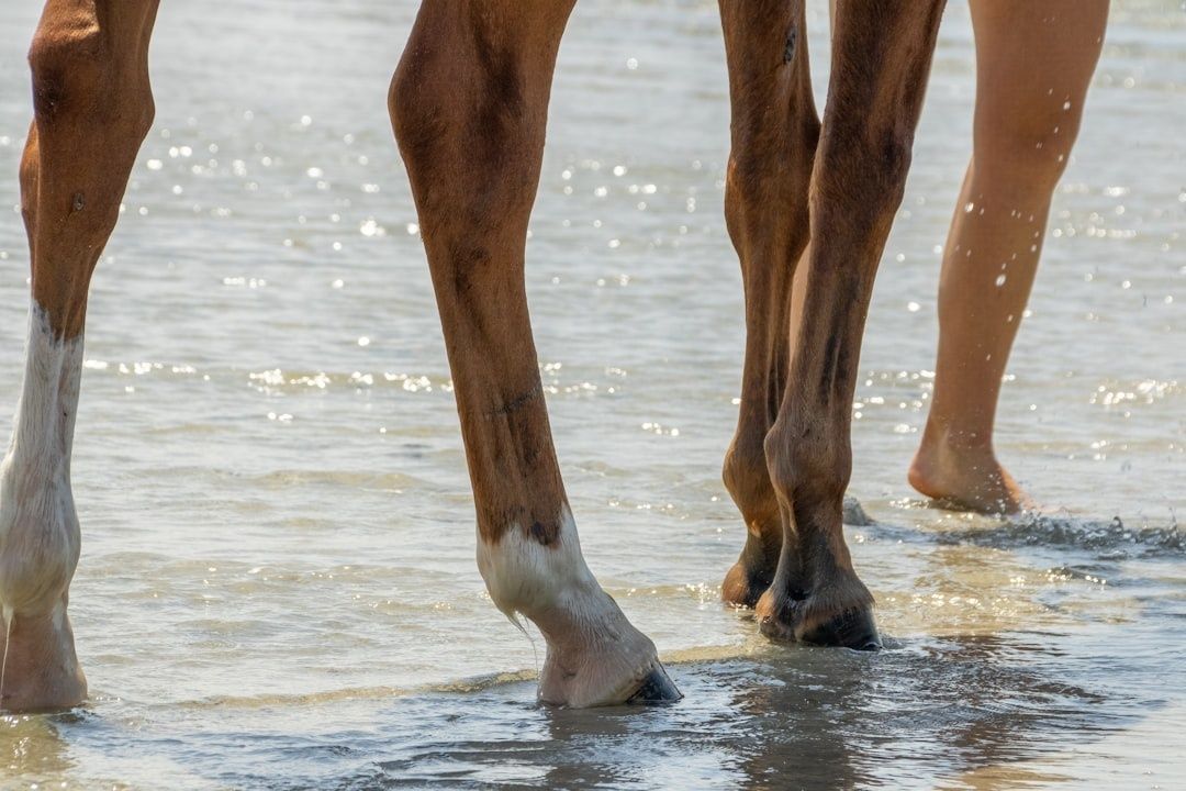 Jambes d