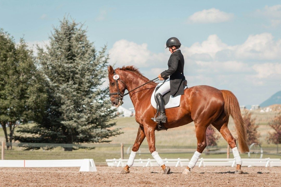 Cavalier en tenue de dressage montant un cheval alezan sur le plat